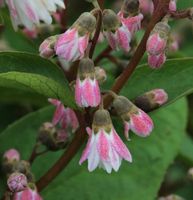 Maiblumenstrauch Codsall Pink 40-60cm - Deutzia scabra Niedersachsen - Bad Zwischenahn Vorschau