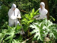 Riesenbärenklau / Herkulesstaude entfernen Nordvorpommern - Landkreis - Tribsees Vorschau