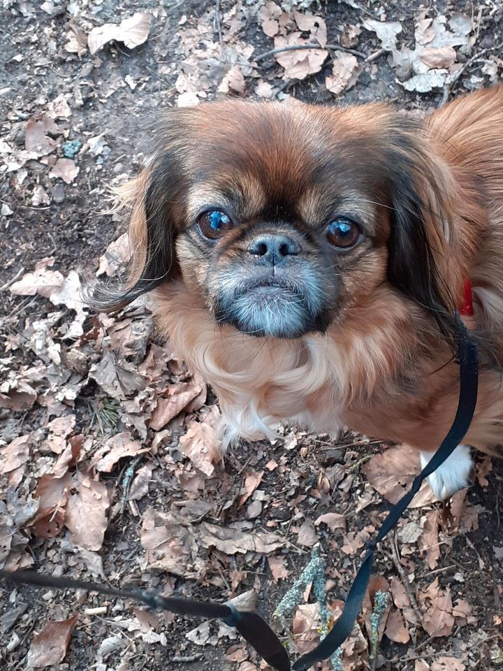 Pekinese Hündin 5,5 Jahre in Oberhausen-Rheinhausen