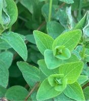 Biete Johanniskraut aus meinem Garten Mecklenburg-Vorpommern - Elmenhorst Vorschau