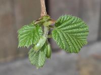 Haselnuss (Corylus avellana) Brandenburg - Birkenwerder Vorschau