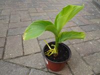 Canna-Pflanze, gelb blühend, 30cm groß Sachsen-Anhalt - Ilsenburg (Harz) Vorschau