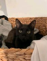 Maxi - schwarze Katzenschönheit sucht ein Zuhause ♥️ Bayern - Straubing Vorschau