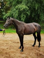 Wunschfohlen aus Dressurstute - Trab 9,5 - Galopp 9,0 Bayern - Streitberg Vorschau