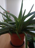 Echte Aloe Vera Pflanze mit vielen Ablegern Baden-Württemberg - Dürmentingen Vorschau