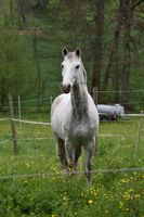 Pony zur Verfügung gesucht Raum Saarland Saarland - Blieskastel Vorschau