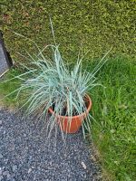 Strandroggen, blaues Dünen Gras, Pampas, Pflanzen, Bambus, Blumen Hessen - Lauterbach (Hessen) Vorschau