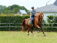 Reitbeteiligung gesucht Nordrhein-Westfalen - Delbrück Vorschau