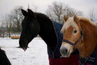 Pferd sucht Mensch, Reitbeteiligung Brandenburg - Zeuthen Vorschau