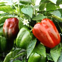 Paprika California Wonder - fleischige große Früchte, Samen Bayern - Tegernheim Vorschau