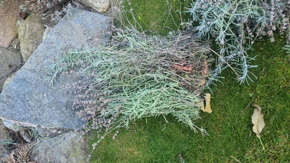 Lavendel an Selbstschneider zurückschneiden zu verschenken in Neukirch