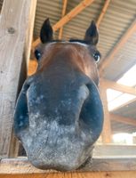 Pferd Beisteller zur Verfügung / 10j Wallach 148cm Saarland - Blieskastel Vorschau