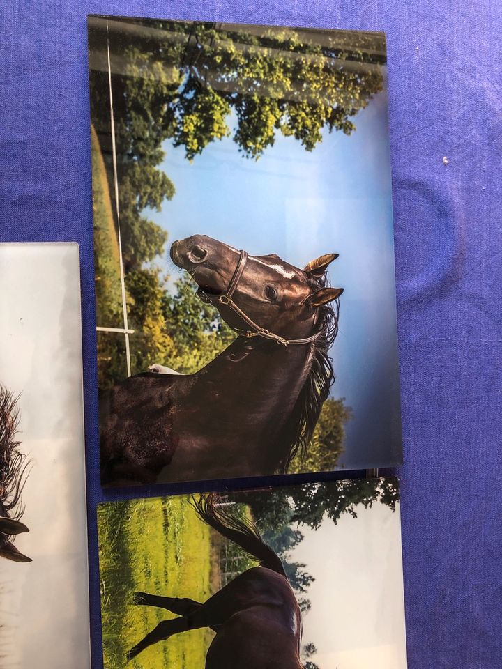 Drei Fotos auf Glas von einem  Trakehner (Pferd) in Hannover