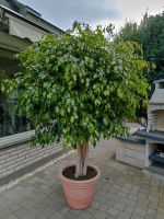 Großer Ficus Benjamini Rheinland-Pfalz - Mendig Vorschau