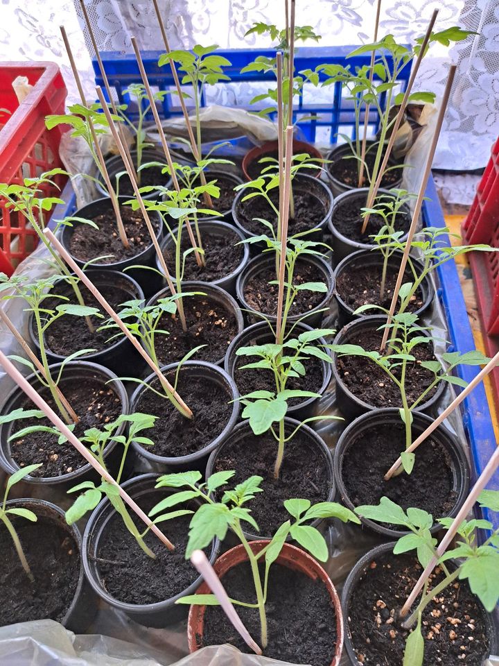 Tomatenpflanzen je 0,50 Euro in Schönefeld