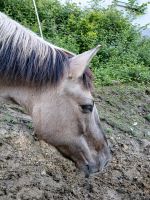 Beisteller Pony Nordrhein-Westfalen - Haltern am See Vorschau