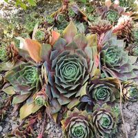 GARTEN I PFLANZEN, HAUSWURZ, SEMPERVIVUM, GARTEN, BALKON Bayern - Hof (Saale) Vorschau