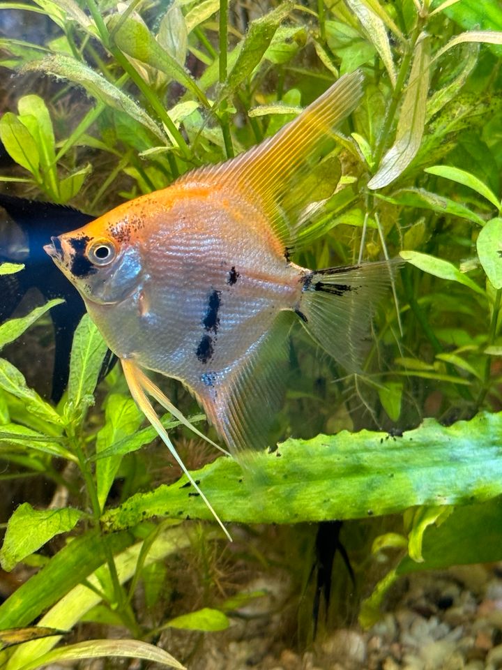 Schöne und große Skalar Jungtiere Aquarium Fische in Stuttgart