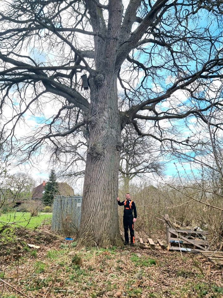 Baumfällung Baumpflege gut & günstig Gartenpflege Heckenschnitt in Elmenhorst/Lichtenhagen