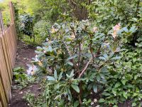 Rhododendron gekürzt auf 120 cm weiß starke große Pflanze Schleswig-Holstein - Bargteheide Vorschau
