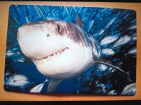 BLECHSCHILD  - SHARK - 30x20cm Flensburg - Fruerlund Vorschau