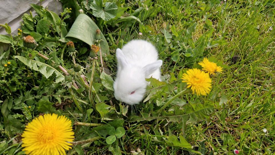 Zwergwidder weiss RA Kaninchen in Pressath