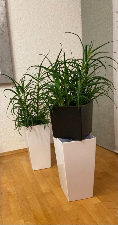 Zimmerpflanze, Kakteen, Aloe Vera, inklusiv weißem Übertopf in Bühl