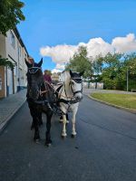 2 Spännergeschirr -wenig gebraucht, schwarz, Kaltblut Thüringen - Erfurt Vorschau