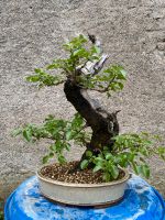 Prunus Mahaleb Bonsai Prebonsai Yamadori Rheinland-Pfalz - Hambuch Eifel Vorschau