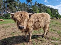 Highland Cattle weiblich Hochlandrind Jungrind Färse Kuh Bayern - Burgthann  Vorschau