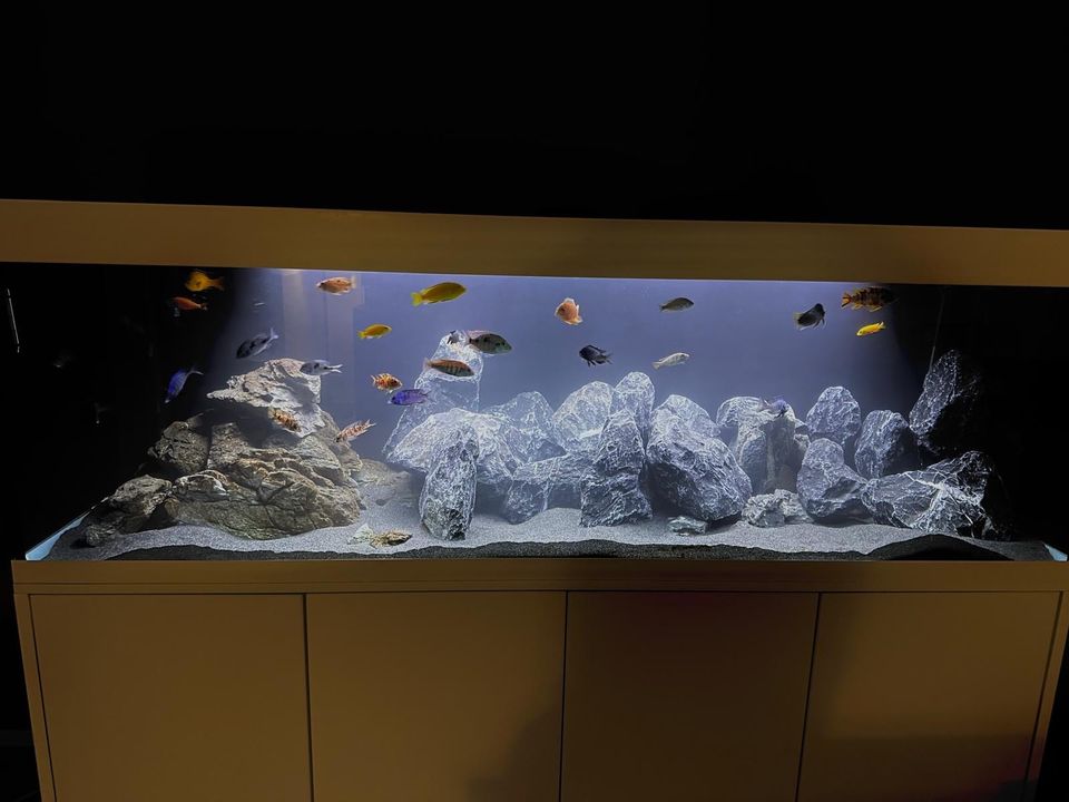 720l Aquarium Malawi Komplett in Weeze