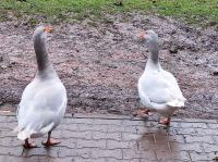 Gänsepaar/fränkische Landgänse Baden-Württemberg - Kraichtal Vorschau