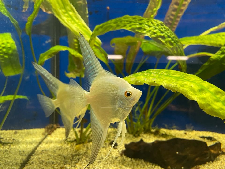 Aquarienbau/Pflege/Aquaristik Fische.EHEMALIG ZOOHAUS ELMSHORN in Halstenbek