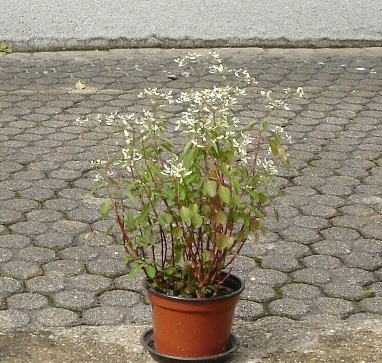 Zauberschnee 2 (Euphorbia) nicht winterhart. in Rudersberg