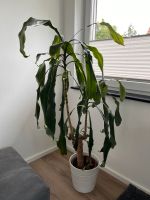 Dracaena Palme Pflanze 1,20m Hessen - Mücke Vorschau