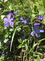 Immergrün - Vinca major Leipzig - Leipzig, Zentrum Vorschau