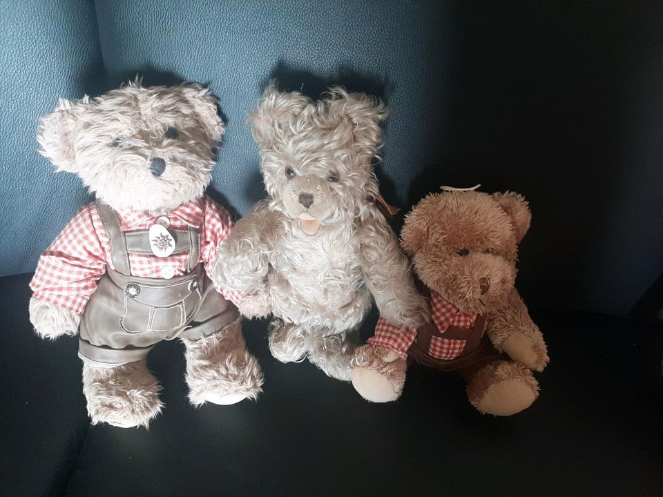 Teddys suchen neues Zuhause in Remscheid