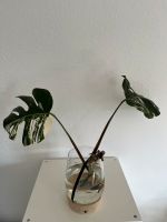 Monstera Deliciosa Variegata Hessen - Erlensee Vorschau