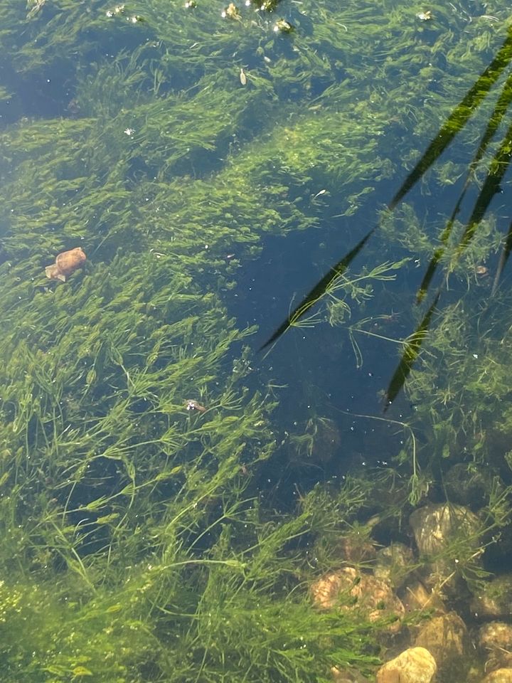 Samstag 18.05. kräftige Wasserpflanzen verschiedene Sorten in Schwerin