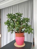 Zimmerpflanze Glücksbaum Gummibaum Kr. München - Feldkirchen Vorschau