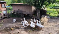 Gänse Ganter Gans Hessen - Körle Vorschau