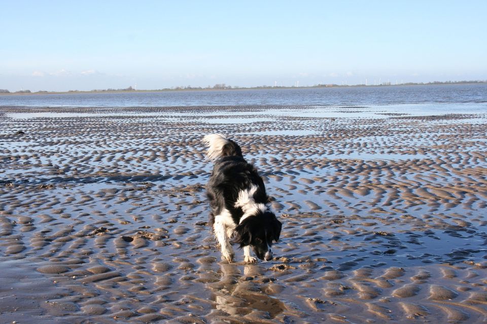 Hooksiel Nordsee/Ferienwohnung/Strandkorb/Hund willkommen in Essen