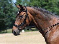 %% Trense Feeling ABVERKAUF von Busse, anatomische Passform für perfekte Anpassung,vermeidet Druckstellen,Edelstahlbeschläge Pony,Cob,WB schwarz Top Qualität Neuware Lagerräumung Nordrhein-Westfalen - Kempen Vorschau