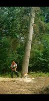 Baum Fällung inkl. Grünschnittentsorgung Rheinland-Pfalz - Schönenberg-Kübelberg Vorschau