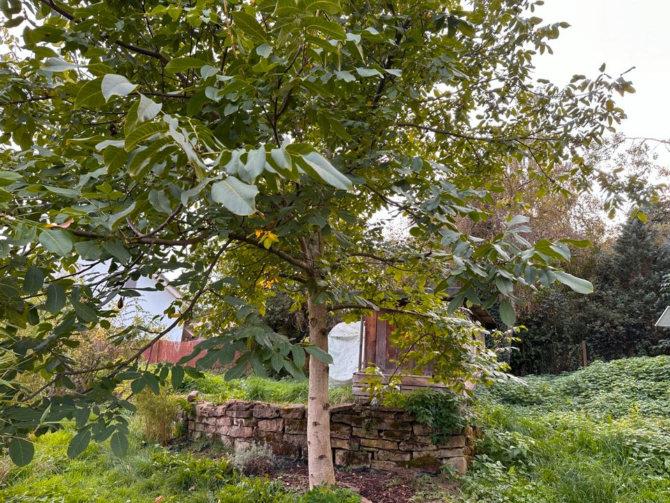 Einfamilienhaus mit vermieteter ELW, großer Garten und Garage in Sulz