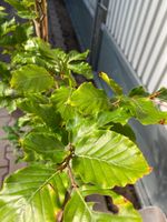 Rotbuche - Fagus sylvatica versch. Größen Niedersachsen - Wardenburg Vorschau