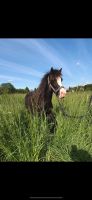 Reitbeteiligung Welshstute Pony Nordrhein-Westfalen - Leverkusen Vorschau
