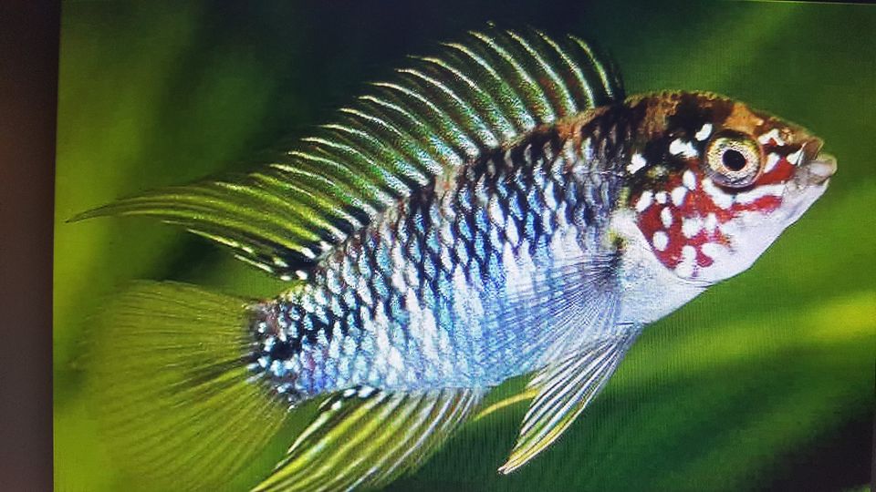 Apistogramma Borelli opal "DNZ 3-4cm" Full Color Stk. 8,-€ in Völklingen