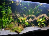 Aquarium 125 liter rio von Juwel komplett mit unterschrank Altona - Hamburg Iserbrook Vorschau