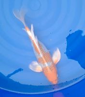 Koi Butterfly Longfin Kujaku ca.38cm groß Baden-Württemberg - Achern Vorschau